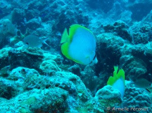 Malendure - îlet Pigeon